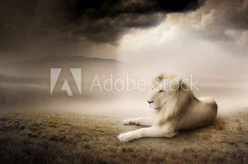 White lion at sunset