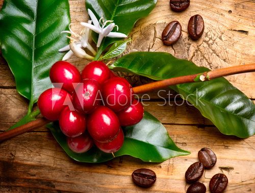 Coffee Plant. Red coffee beans on a branch of coffee tree