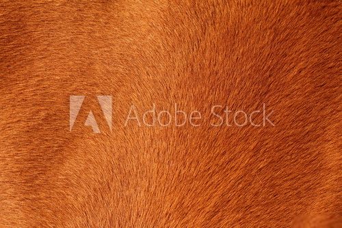 textured pelt of a brown horse