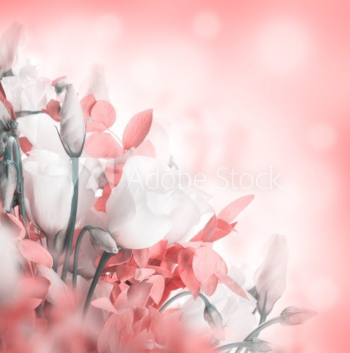 Bouquet of white and pink roses. Floral background.