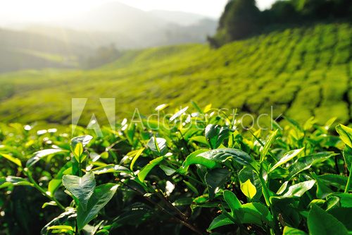 Tea Plantation on the Hill at Cameron Highlands, Malaysia