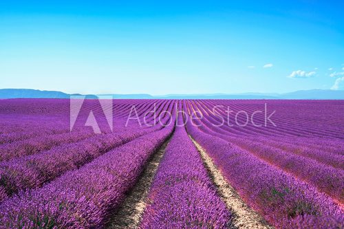 Lavender flower blooming fields on sunset. Valensole provence