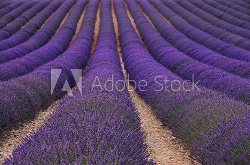 Lavendelfeld - lavender field 79