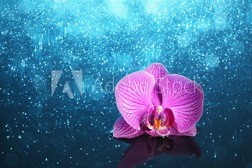 Orchid in water with lights