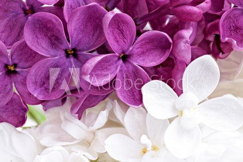 Beautiful Bunch of violet and white Lilac