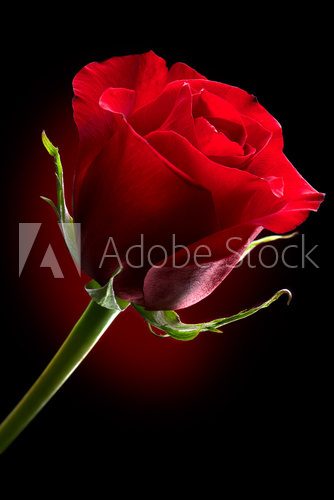 Red Rose Flower isolated on Black background