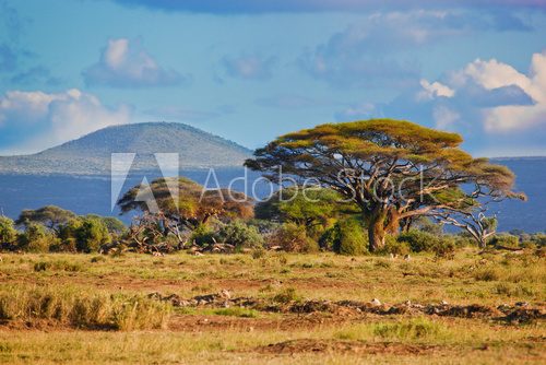 Savanna landscape in Africa, Amboseli, Kenya