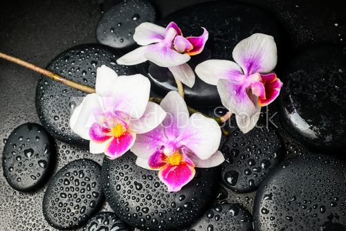 Spa still life of beautiful orchid (mini phalaenopsis) flower an