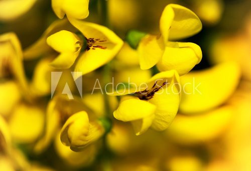 yellow acacia flower macro
