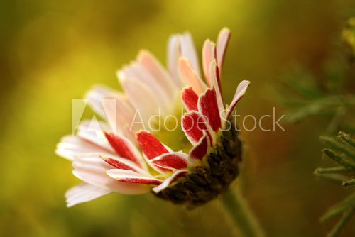 The daisy Bellis perennis flower