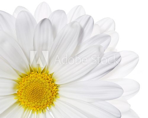 Chamomile flower isolated on white. Daisy. Macro