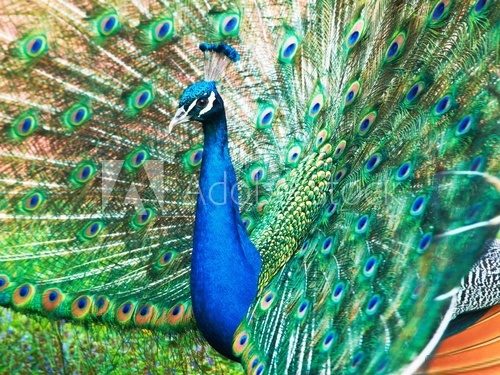 Peacock – Pavo cristatus