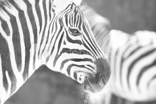 monochrome photo  - detail head zebra in ZOO