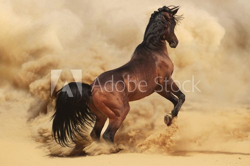 Purebred arabic stallion in desert