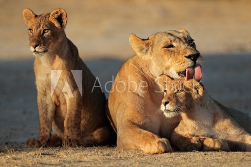 Lioness with cubs, Kalahari desert