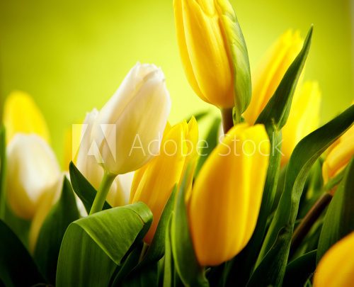 Yellow and white  tulip flowers with green  copy space
