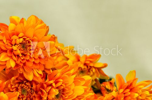 orange chrysanthemum