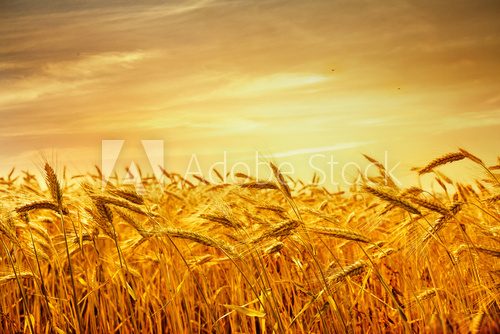 A field of wheat in the golden light of sunset.