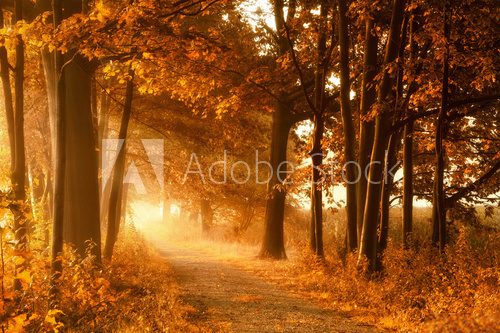 Wanderweg in goldener Herbstsonne und Nebel