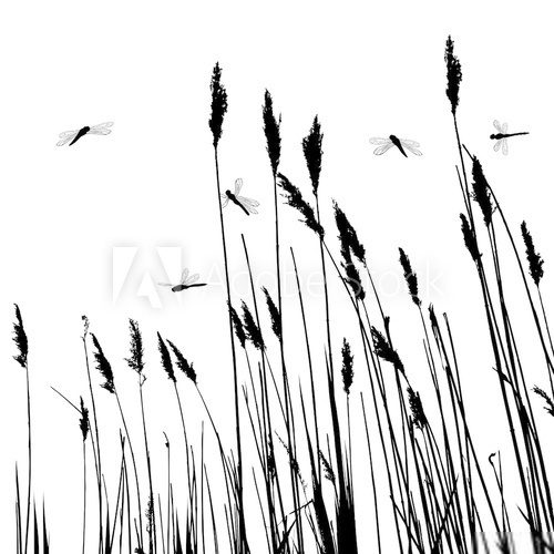 Real grass silhouette and  few dragonflies  - vector