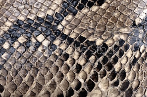 Texture de peau de python.