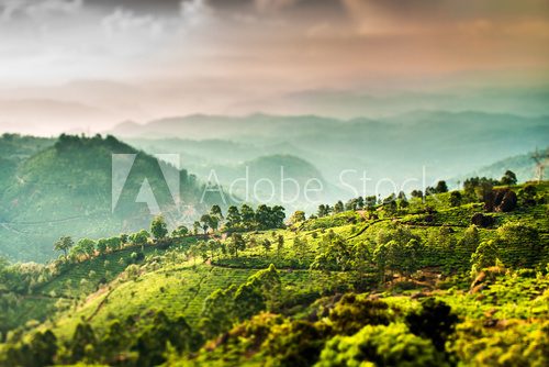 Tea plantations in India (tilt shift lens)