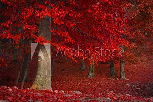 Red trees in the forest during fall