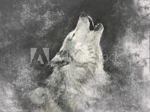 Wolf, handmade illustration on grey background