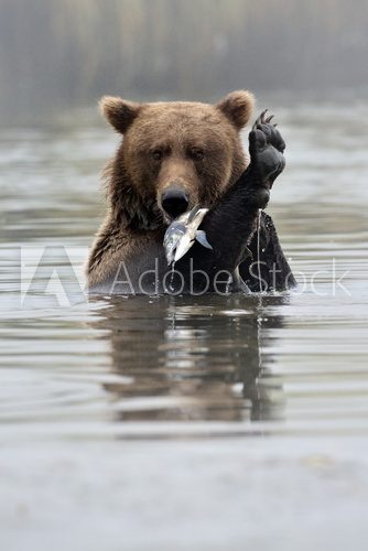 Grizzly Bear with fish in water.