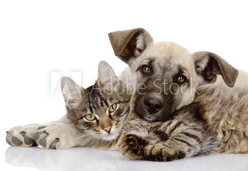 the dog and cat lie together. isolated on white background 