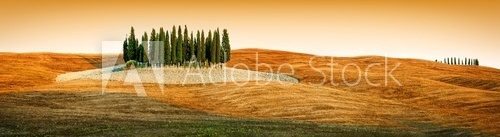 Tuscany landscape - cypress grove