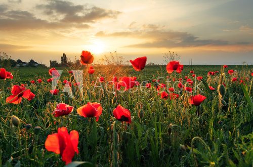 Poppies field flower on sunset