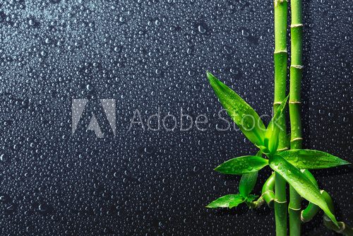 spa background - drops and bamboo on black
