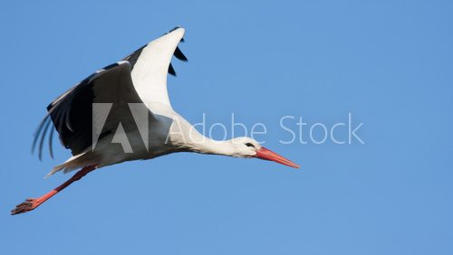 Weißstorch fliegend (Ciconia ciconia)