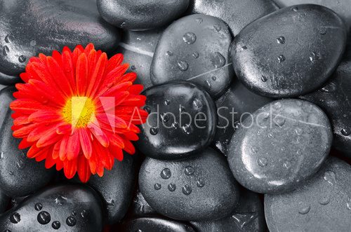 flower on black pebbles in water drops as background