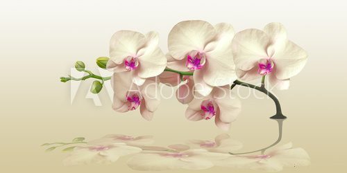 Orchid with reflection in the panorama