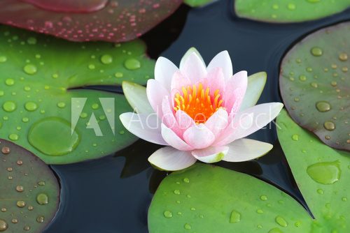 beautiful lotus flowers or waterlily in pond.