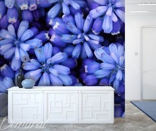 krolewski niebieski fototapety kwiaty fototapety demural
