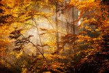 Beautiful autumn woods landscape 