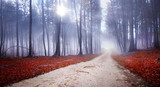 Mistyczny spacer po lesie