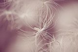 abstract photo of white feather 