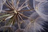 Dandelion seed. Closeup 