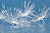 dandelion seed with drops 