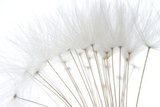 soft white dandelion seeds 