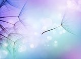 Beautiful Abstract flying Dandelion seeds 