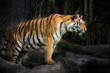 Portrait of a Royal Bengal tiger 