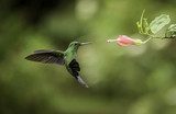 Stripe-tailed Hummingbird 