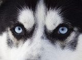 Close up on blue eyes of husky 