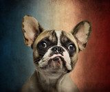 Close-up of a French Bulldog, on a vintage colored background 