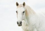 Portrait of beautiful white horse 